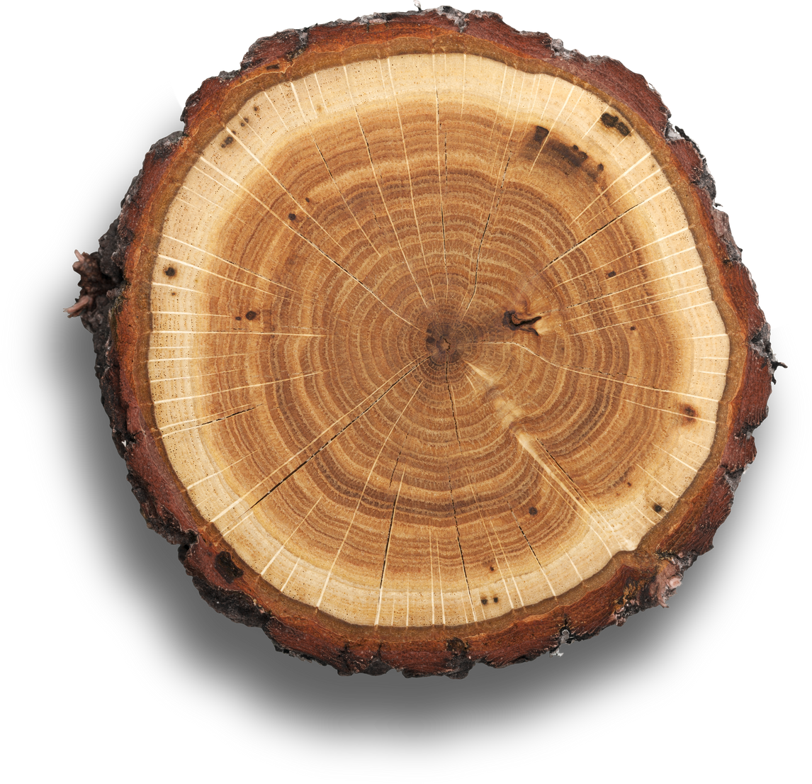 Log Cross Section Cut